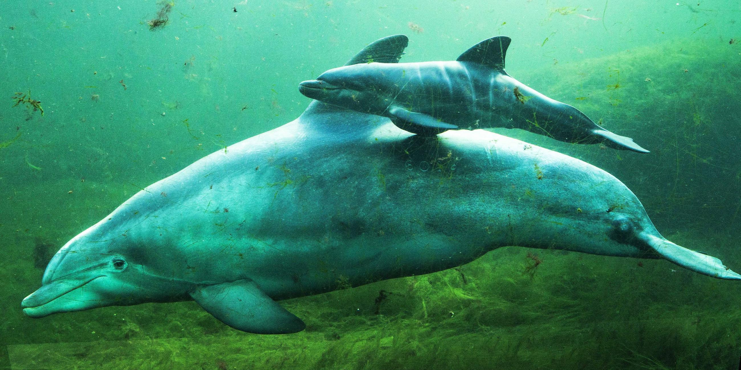 delfin-mutter schwimmt mit ihrem jungen im "dolfinarium harderwjik"