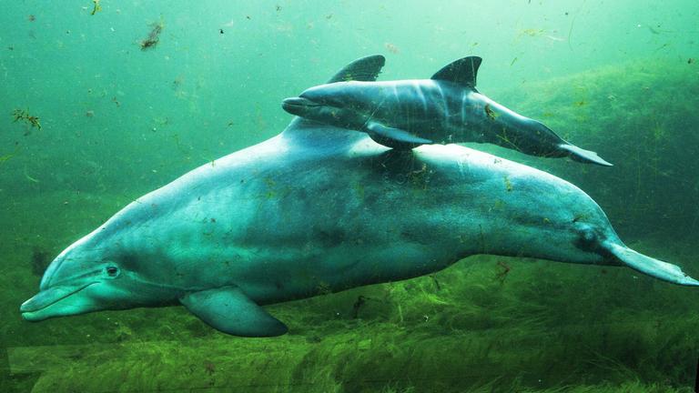 delfin-mutter schwimmt mit ihrem jungen im "dolfinarium harderwjik"