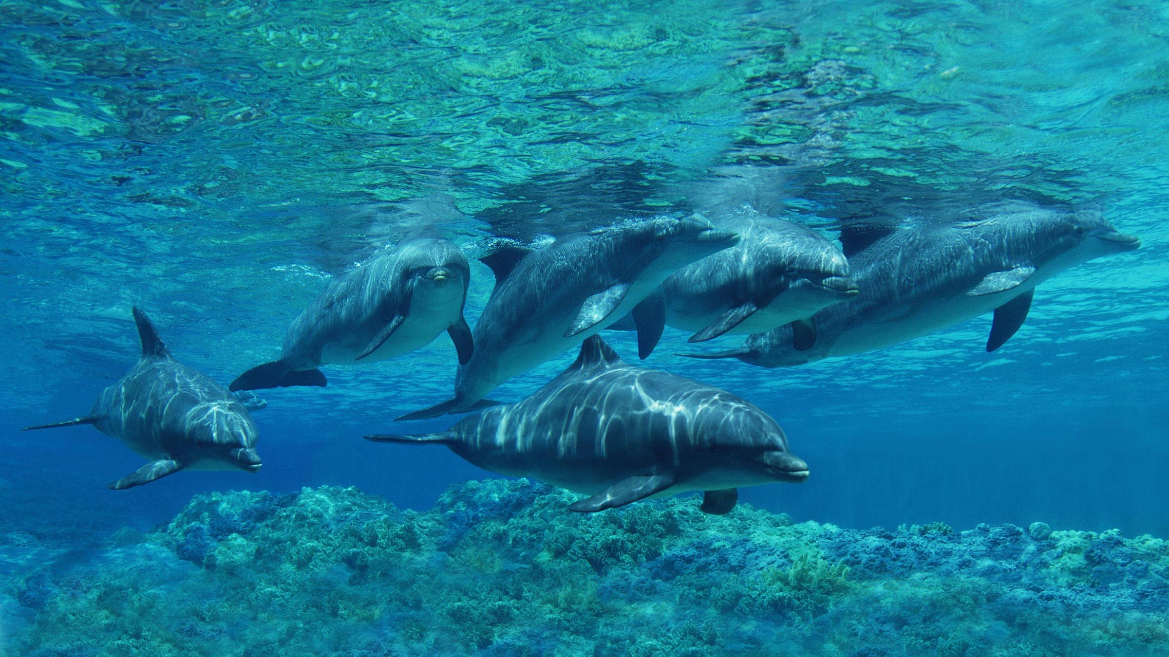 Gruppe von Großen Tümmlern