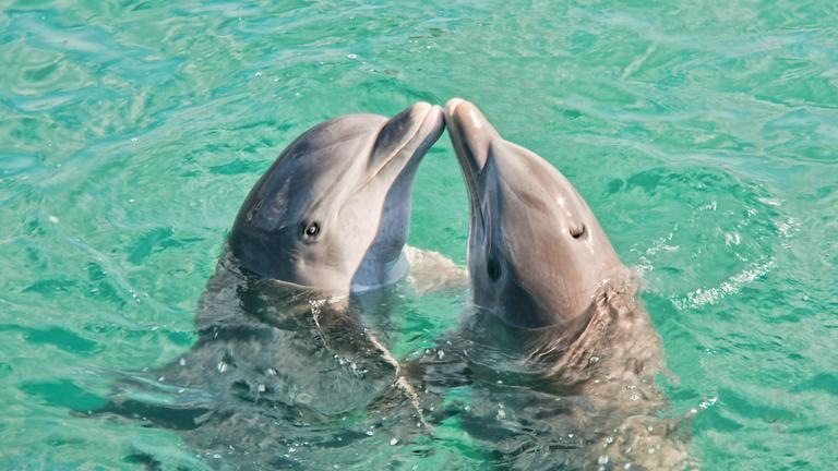 Zwei Delfine