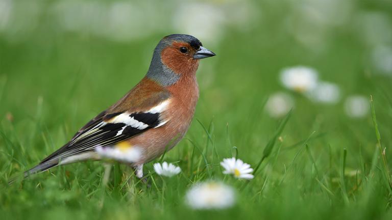 Standbild: Der Buchfink im Sack