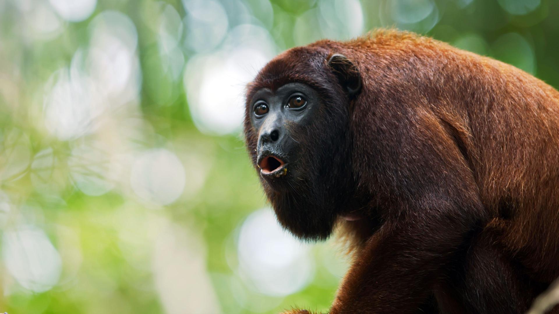 "Die Kommunikation der Tiere - Rufe und Laute": Roter Brüllaffe.