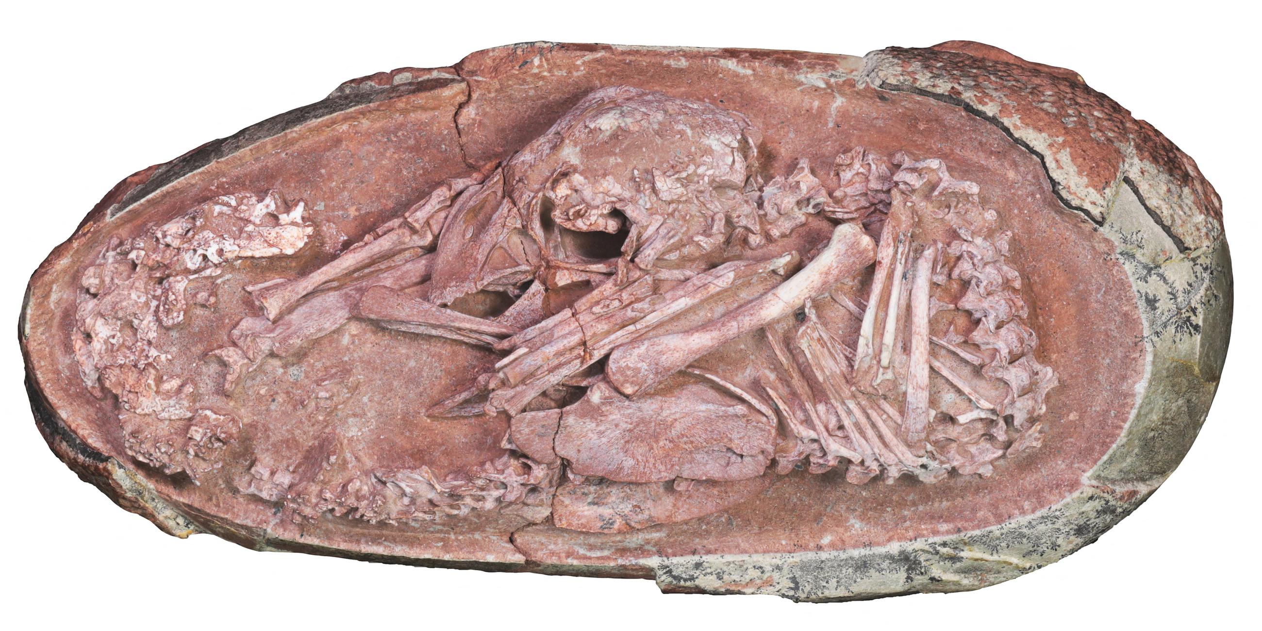 ein Dinosaurierbaby in einem Ei