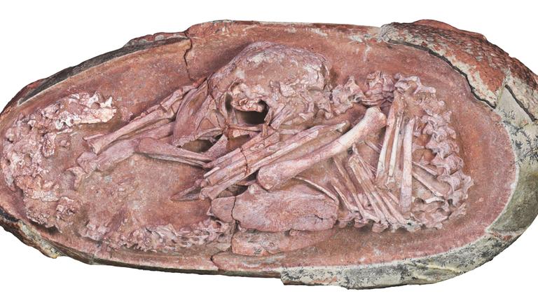 ein Dinosaurierbaby in einem Ei