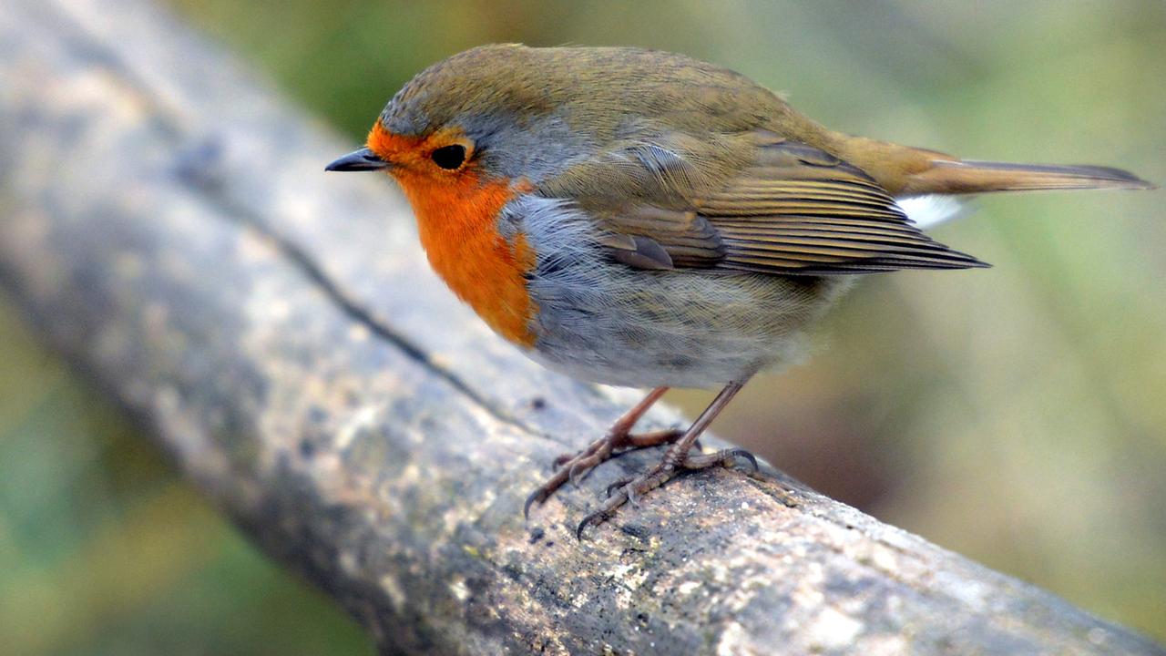 Ein Rotkehlchen auf einem Ast