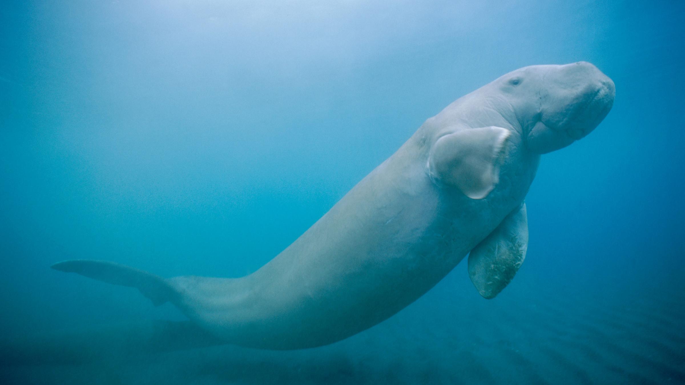 Dugong
