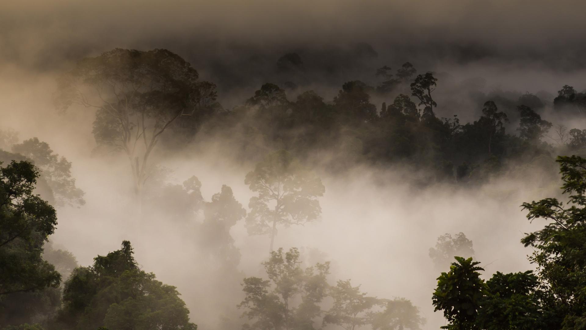 Dunstwolken im Regenwald