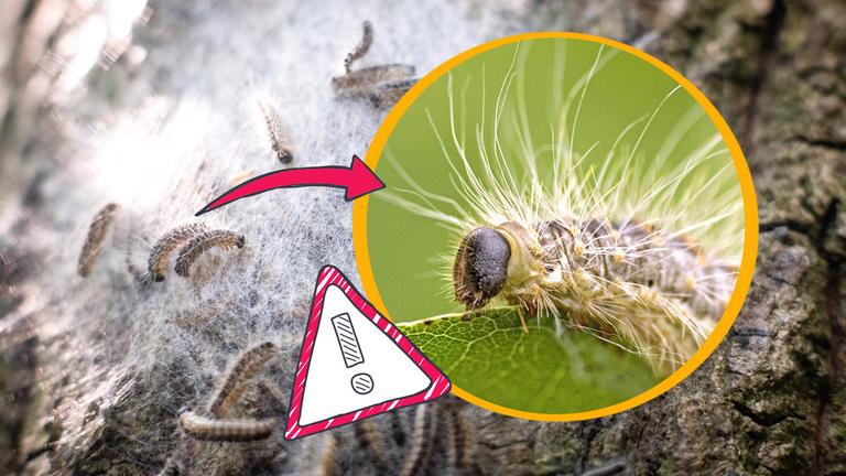 Ein Eichenprozessionsspinner in groß mit Warnschild