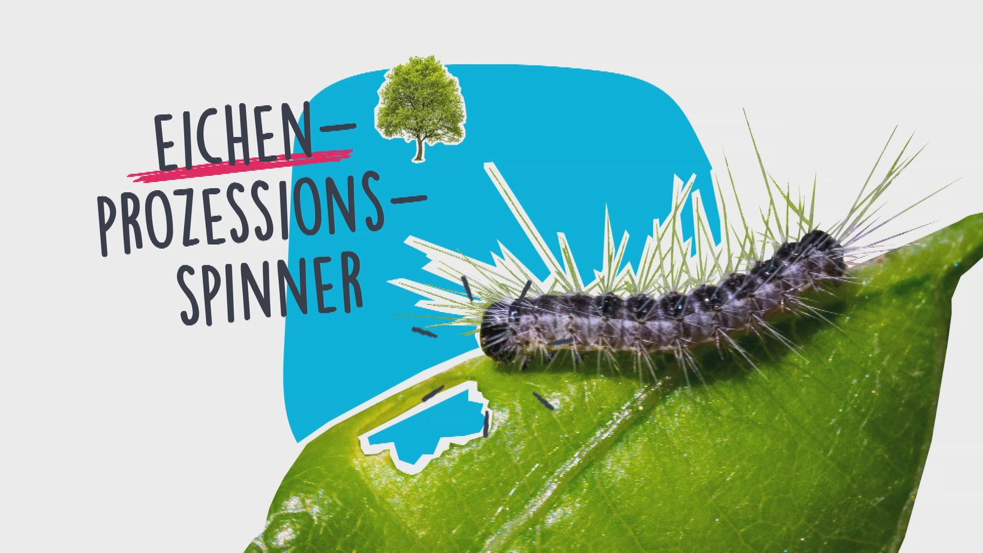 eichenprozessionsspinner-grafik