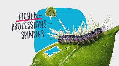 eichenprozessionsspinner-grafik