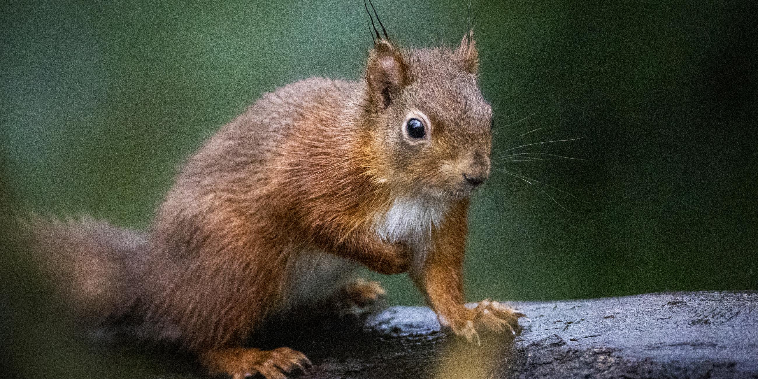 Ein rotes Eichhörnchen stecht auf einem Baumstamm und blickt in die Ferne.