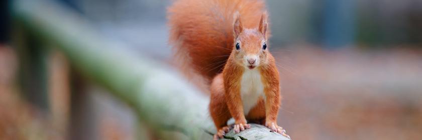 Ein Eichhörnchen