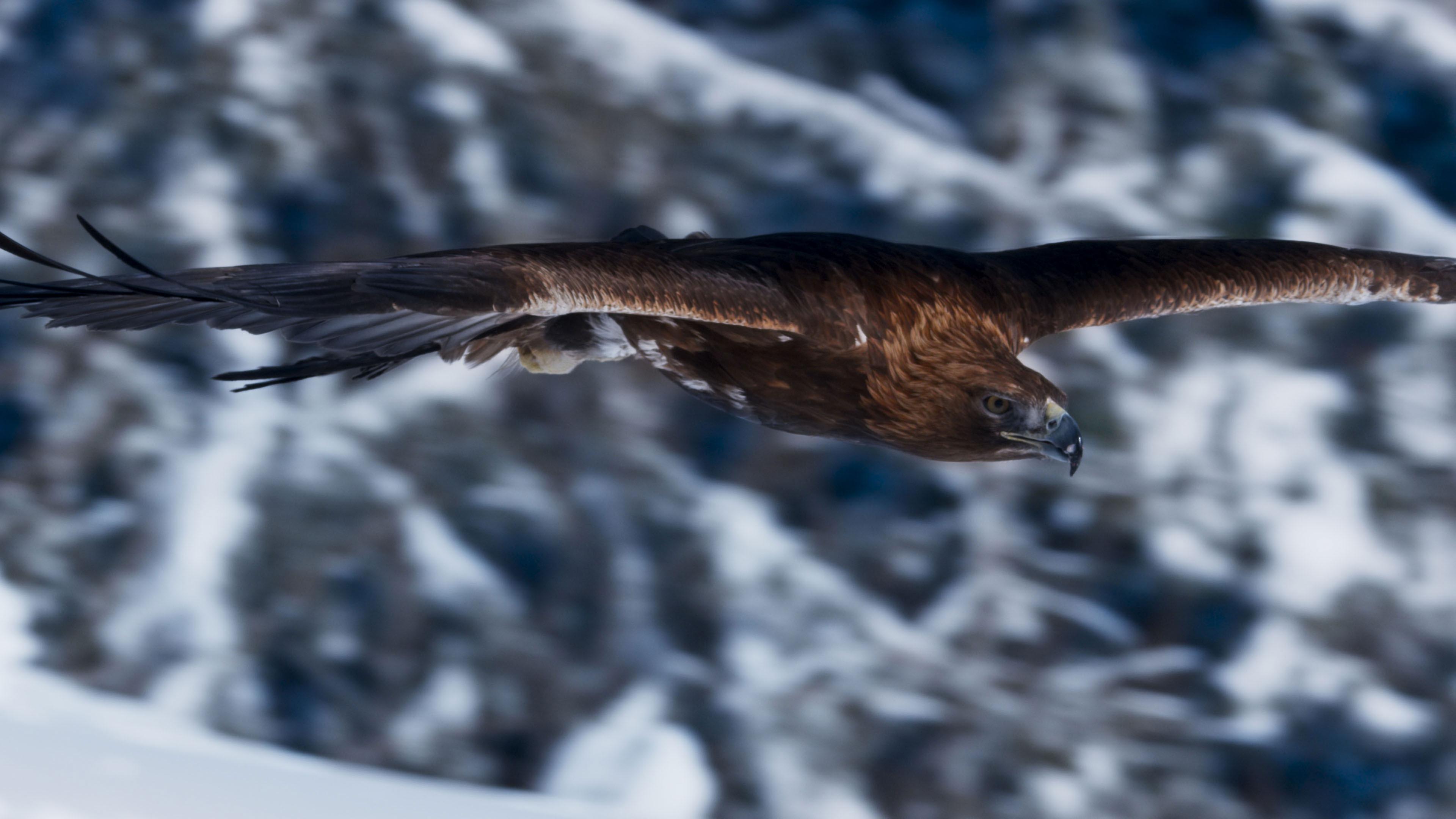 Steinadler im Flug