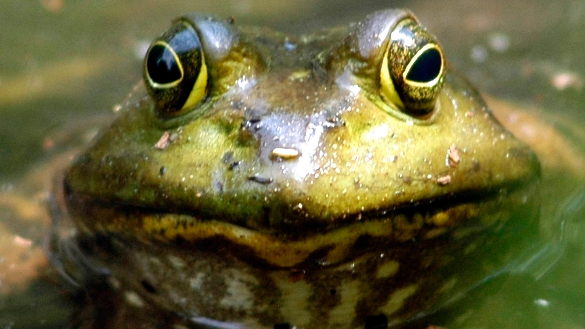 Ochsenfrosch