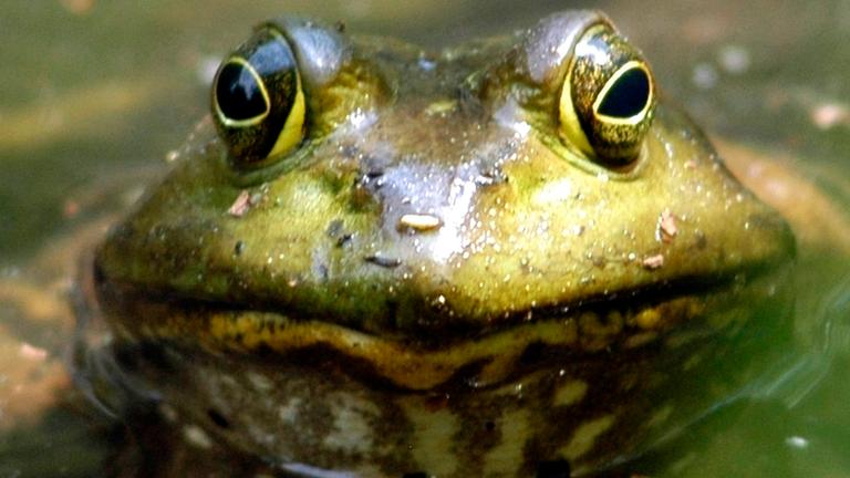Ochsenfrosch