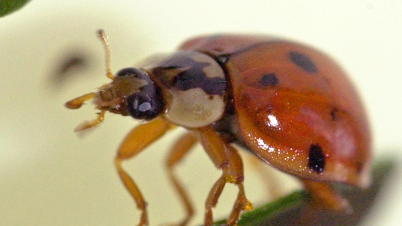 Asiatischer Marienkäfer