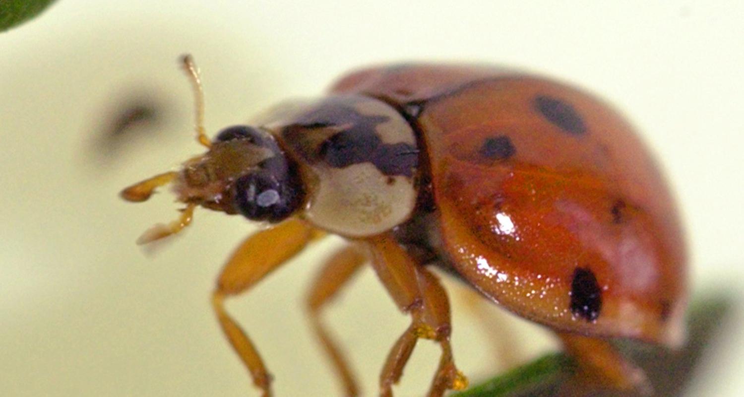 Asiatischer Marienkäfer
