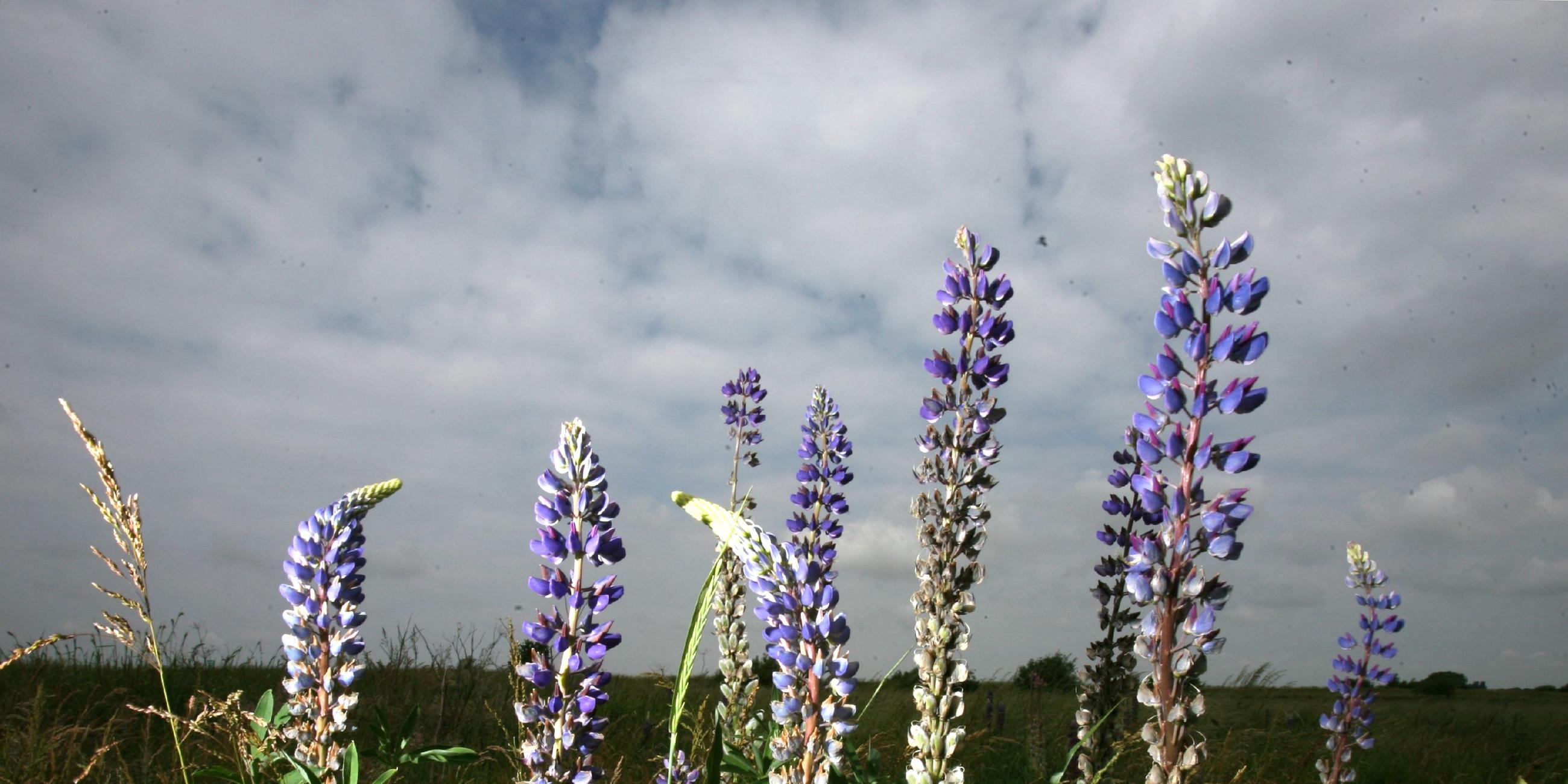 Lupinen