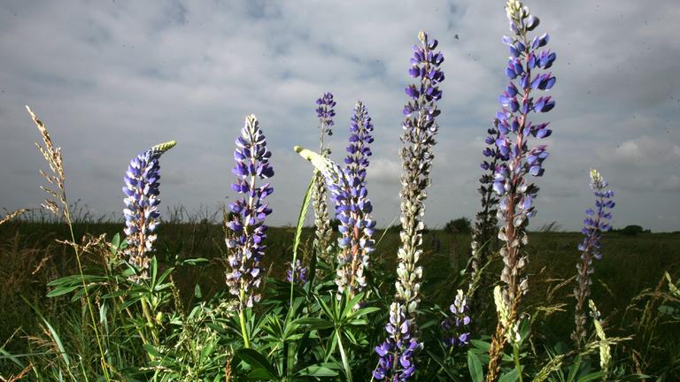 Lupinen