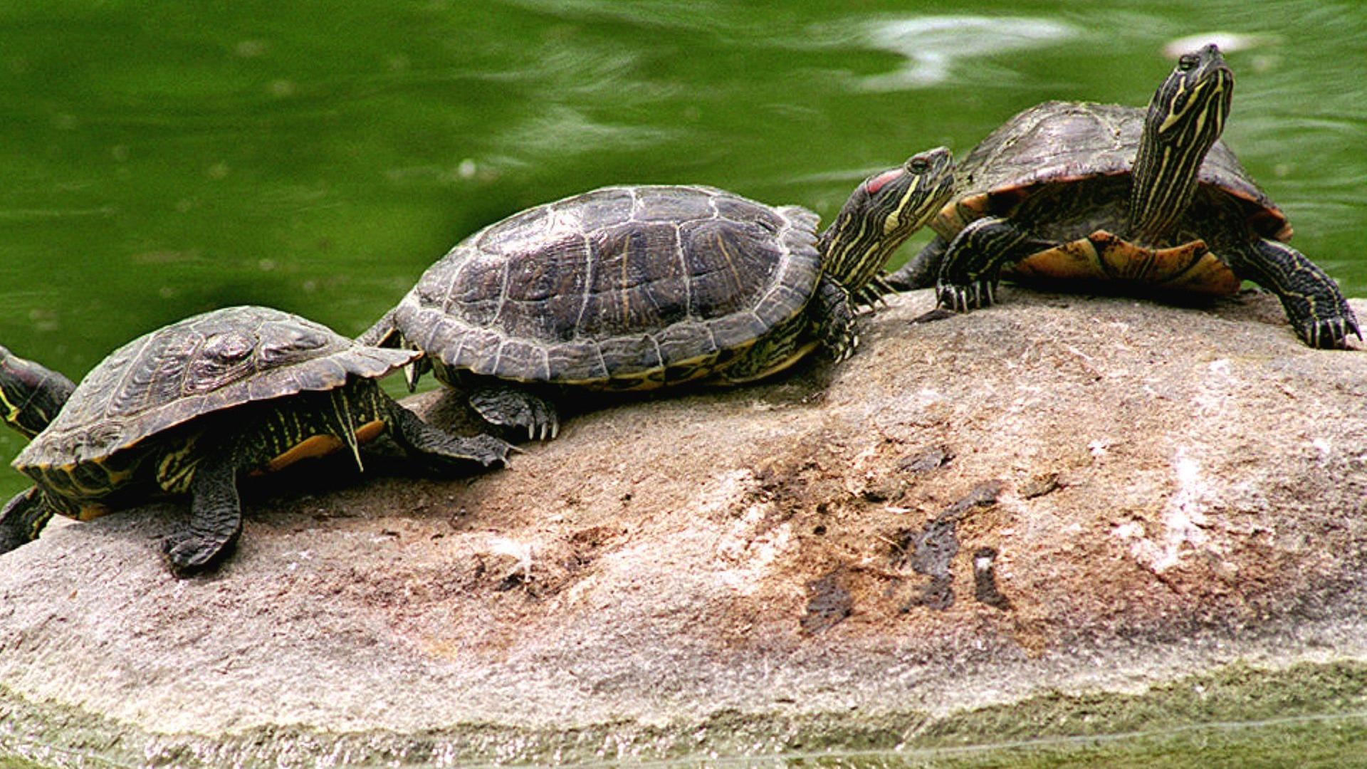 Eingeschleppte Tierarten