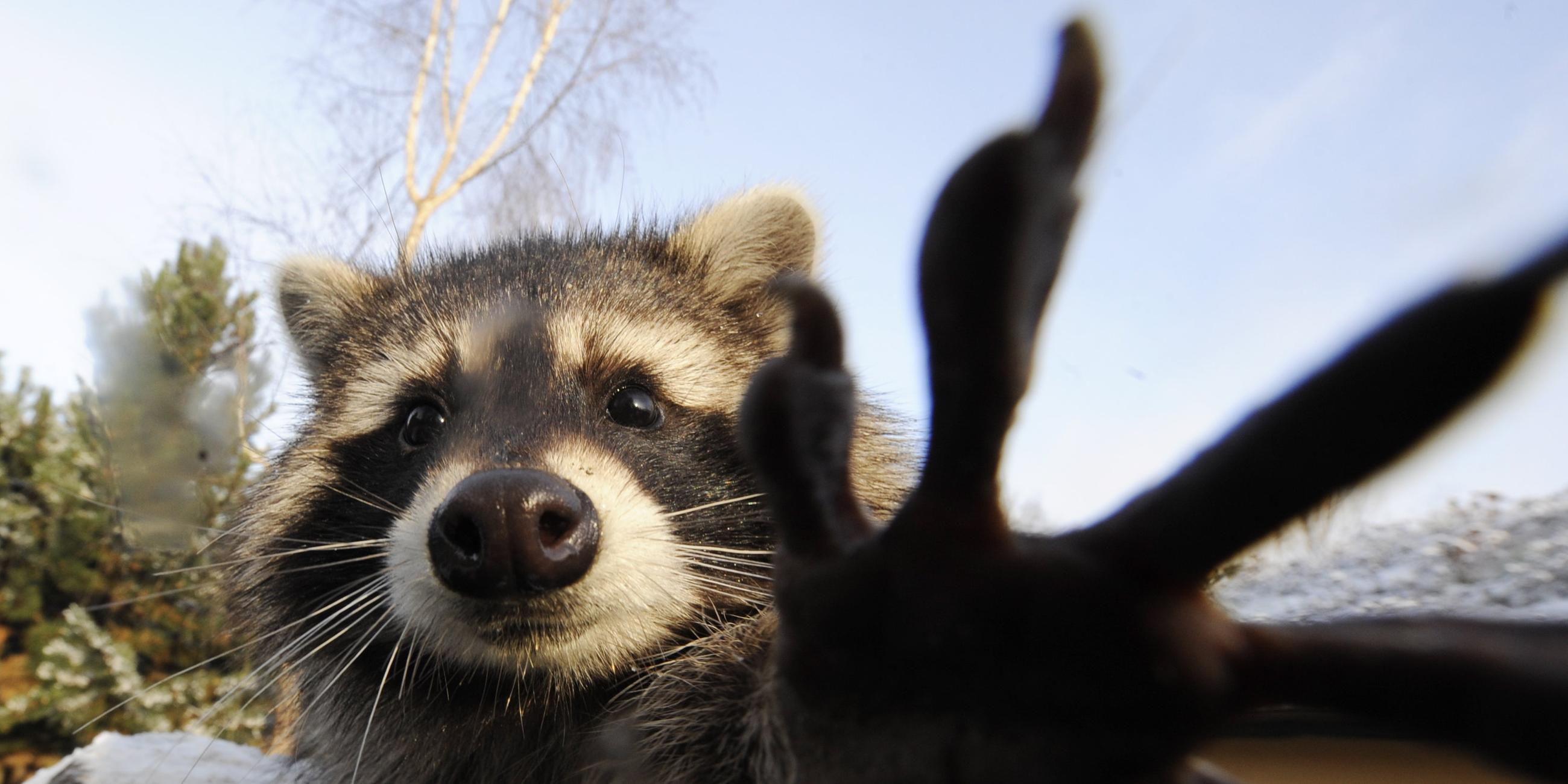 Waschbär