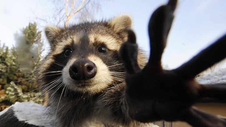 Waschbär