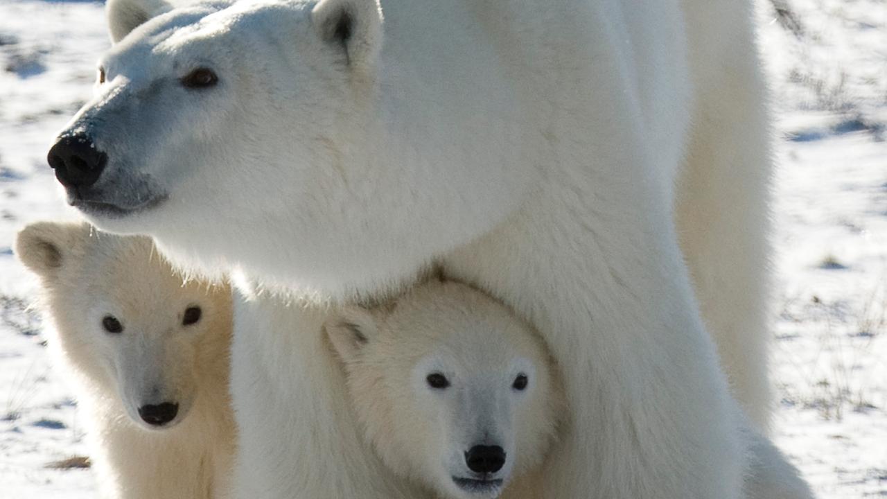 Zwei Eisbär Jungtiere kuscheln sich an ihre Mama.