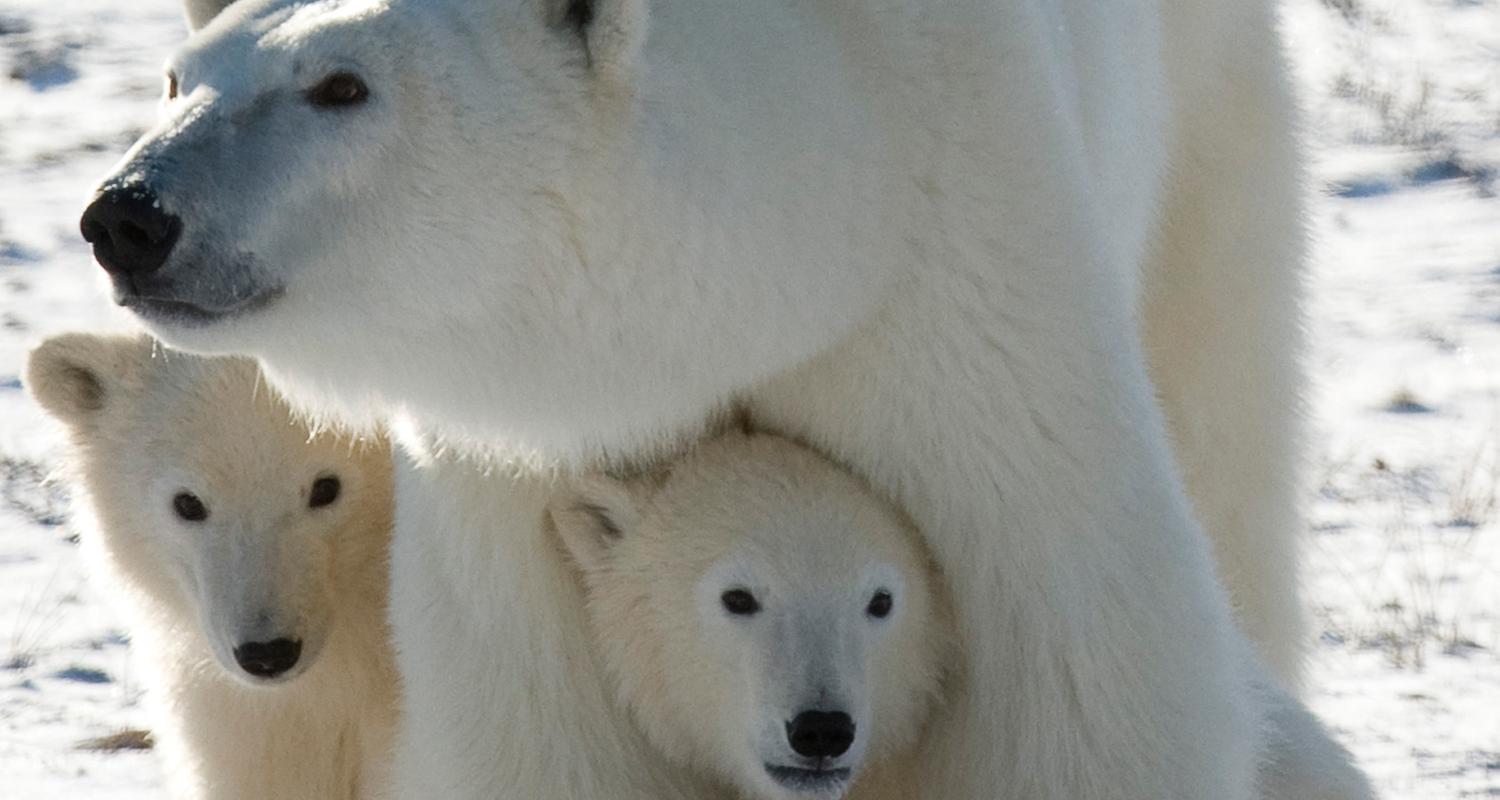 Zwei Eisbär Jungtiere kuscheln sich an ihre Mama.