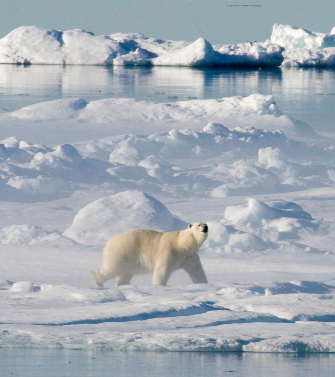 Ein Eisbär läuft über ein Meer aus Eisschollen.