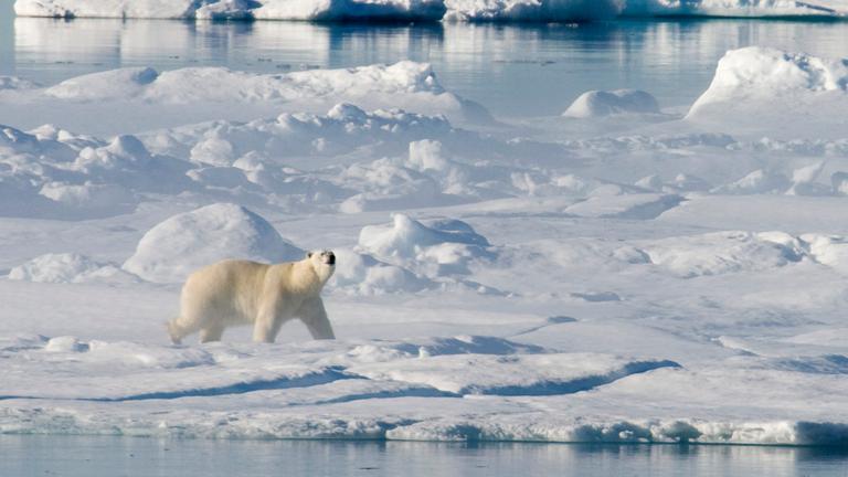 Ein Eisbär läuft über ein Meer aus Eisschollen.