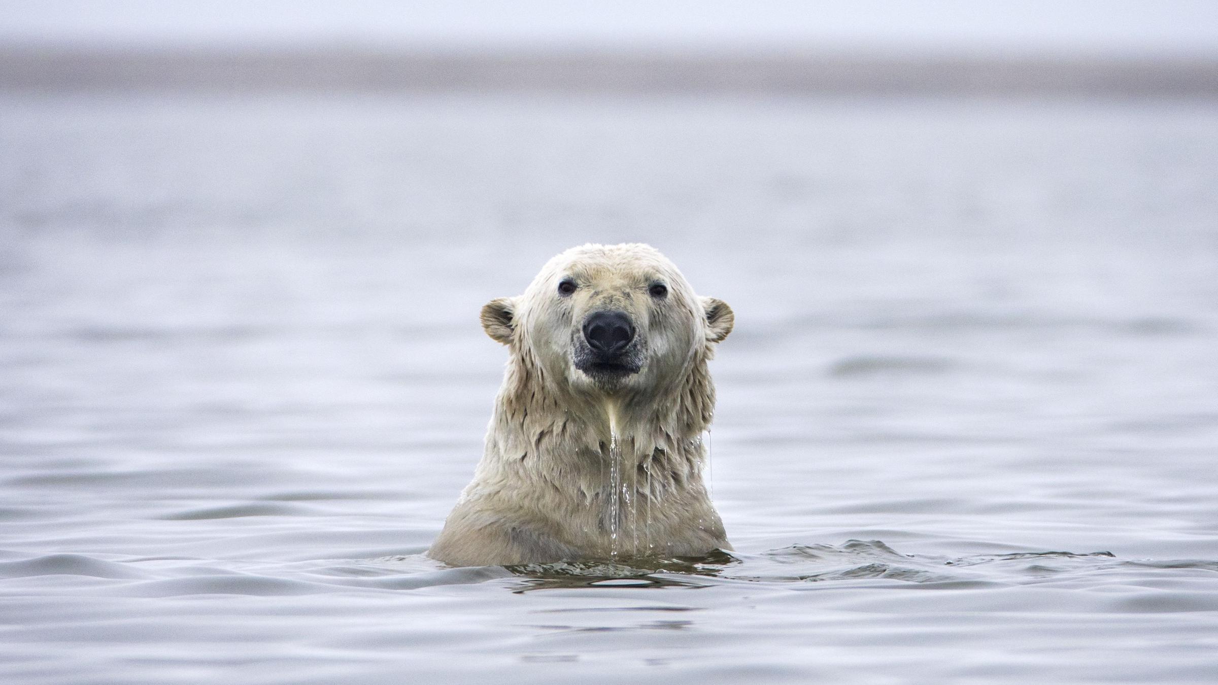 Ein Eisbär taucht gerade aus dem Wasser auf. Nur sein Kopf ist überhalb der Wasseroberfläche zu sehen.