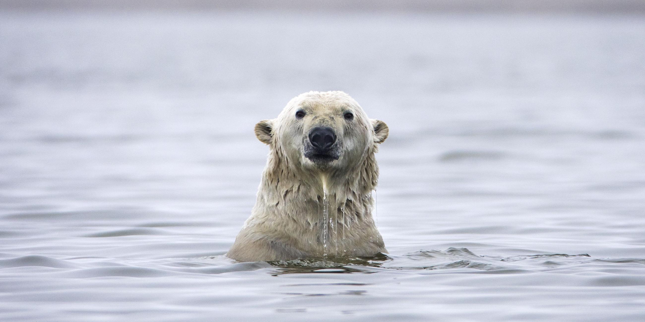 Ein Eisbär taucht gerade aus dem Wasser auf. Nur sein Kopf ist überhalb der Wasseroberfläche zu sehen.