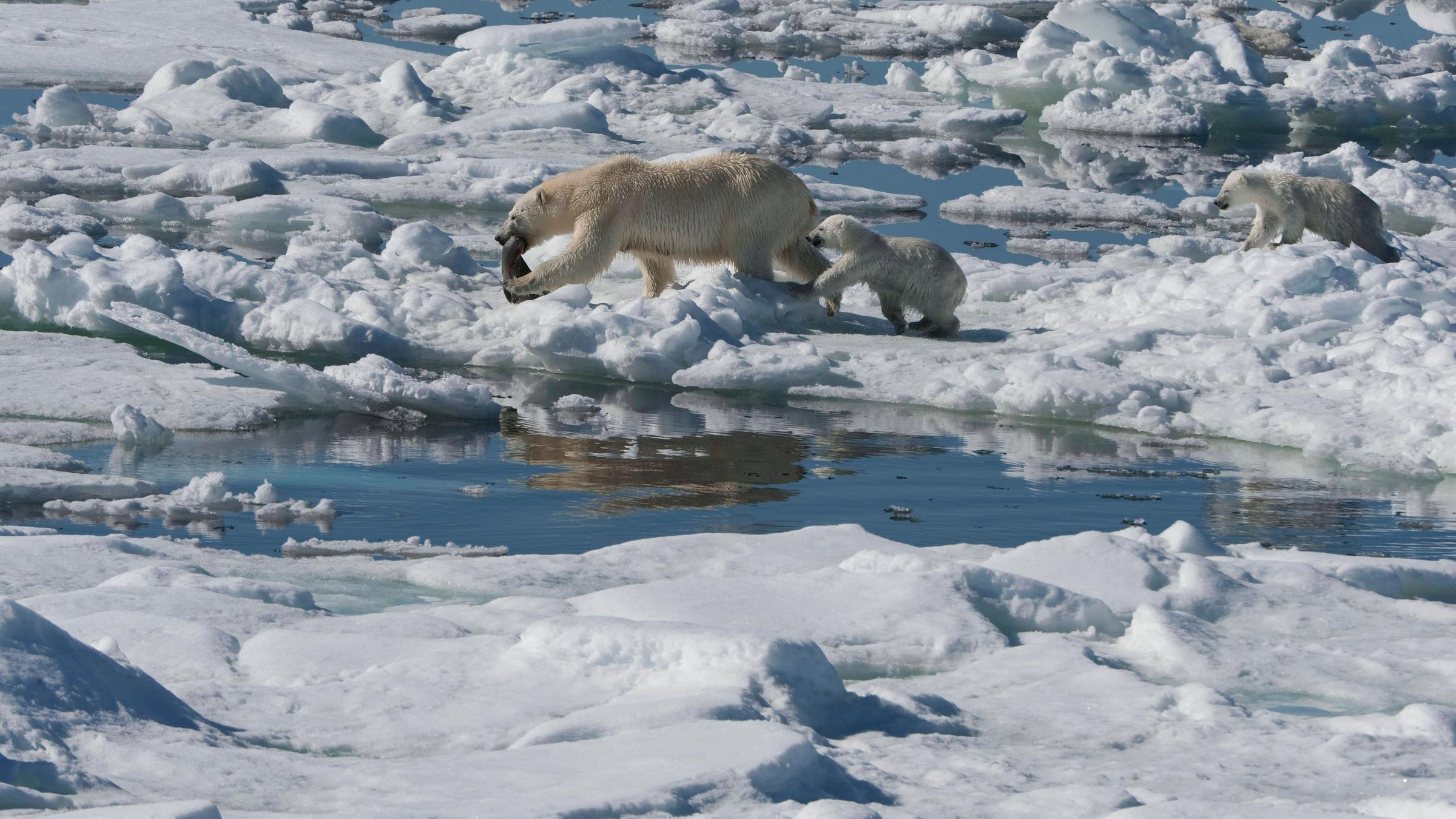 Ein Eisbärweibchen hat für sich und ihre Jungen eine Robbe zum Fressen gefangen.