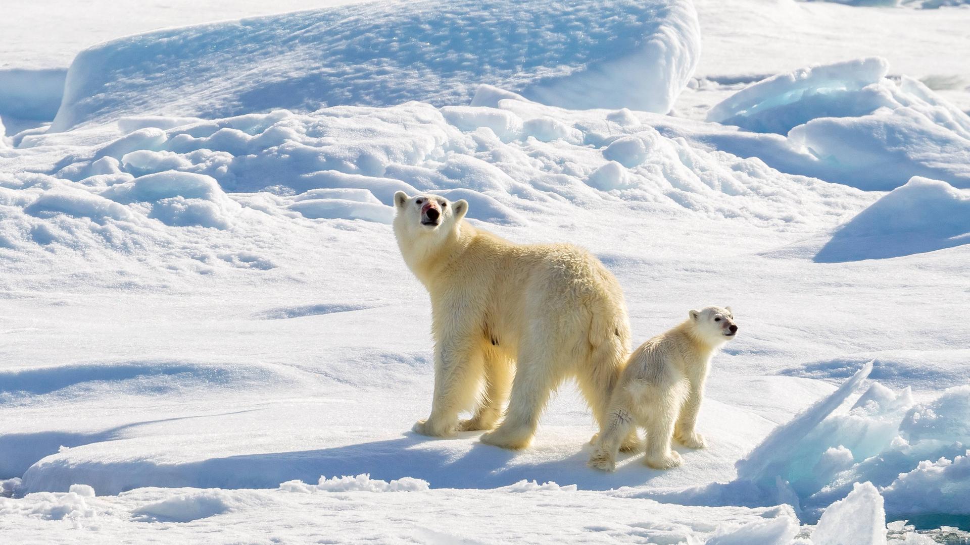 Eisbären-Mutter mit Jungtier auf einer Schnee- und Eisfläche