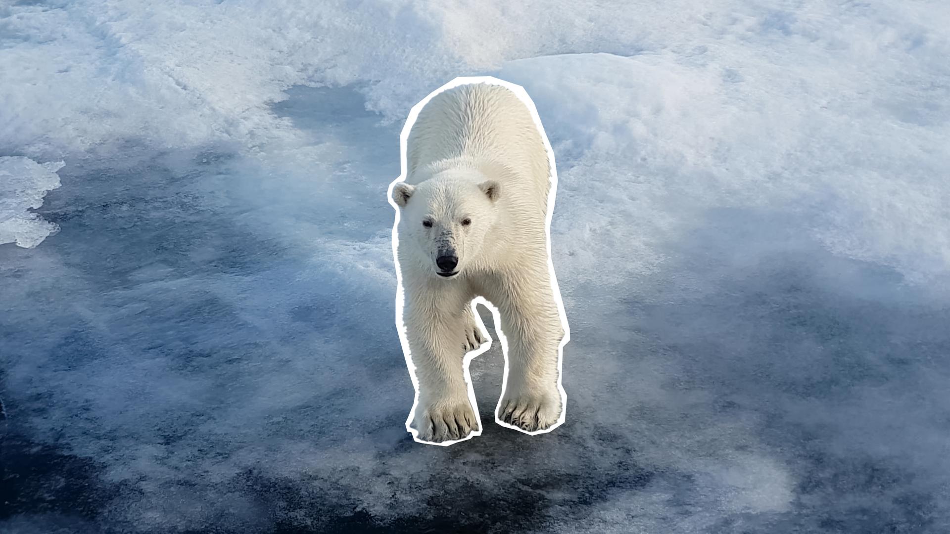 Ein Eisbär steht auf einer halbdurchsichtigen Eisscholle. Das Eis unter seinen Füßen geht von einem dunklen Blau in das Weiß-Grau der Scholle über.