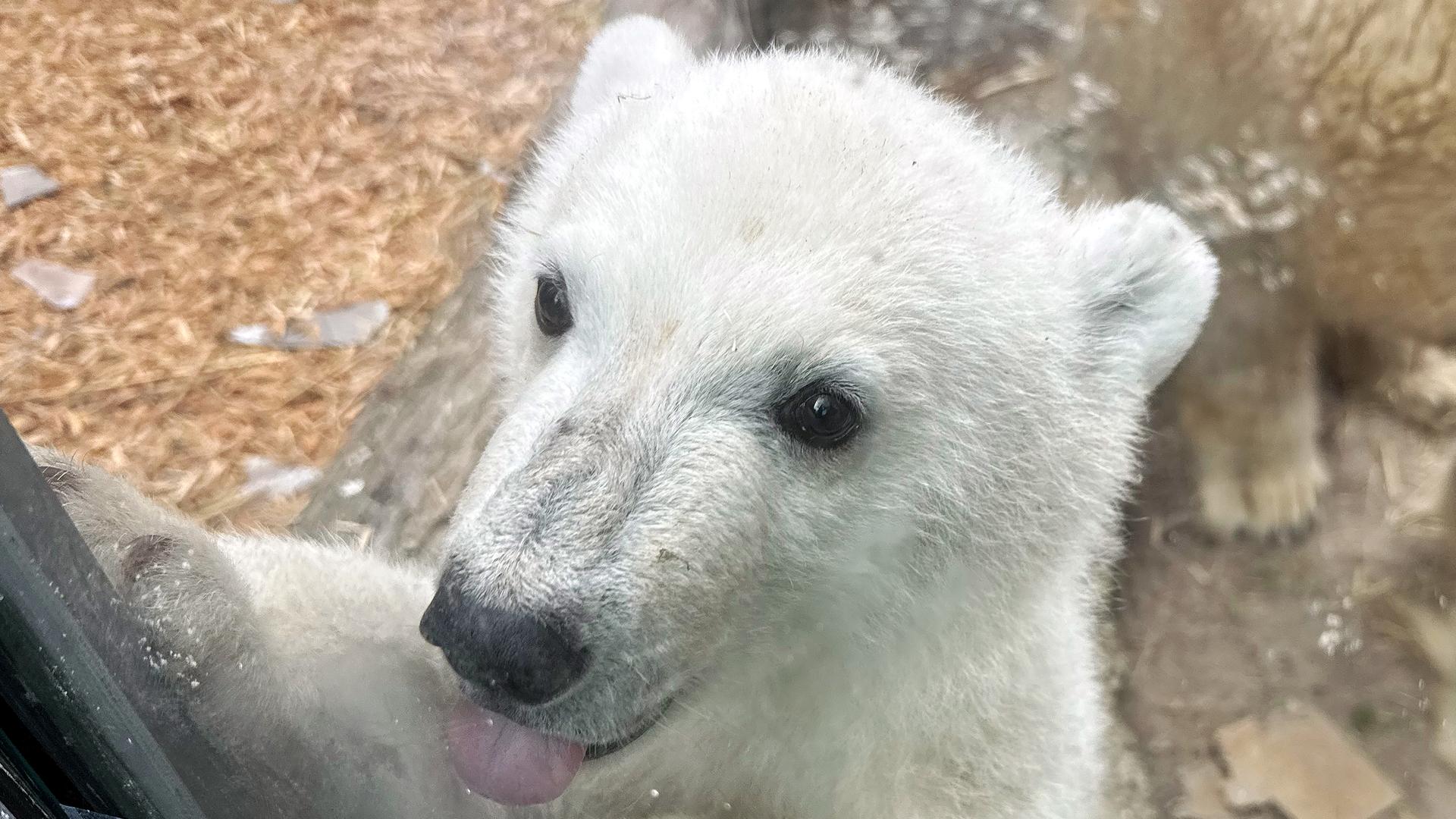 Eisbärbaby mit ausgestreckter Zunge hinter einer Glasscheibe