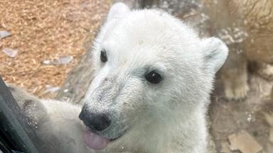 Eisbärbaby mit ausgestreckter Zunge hinter einer Glasscheibe