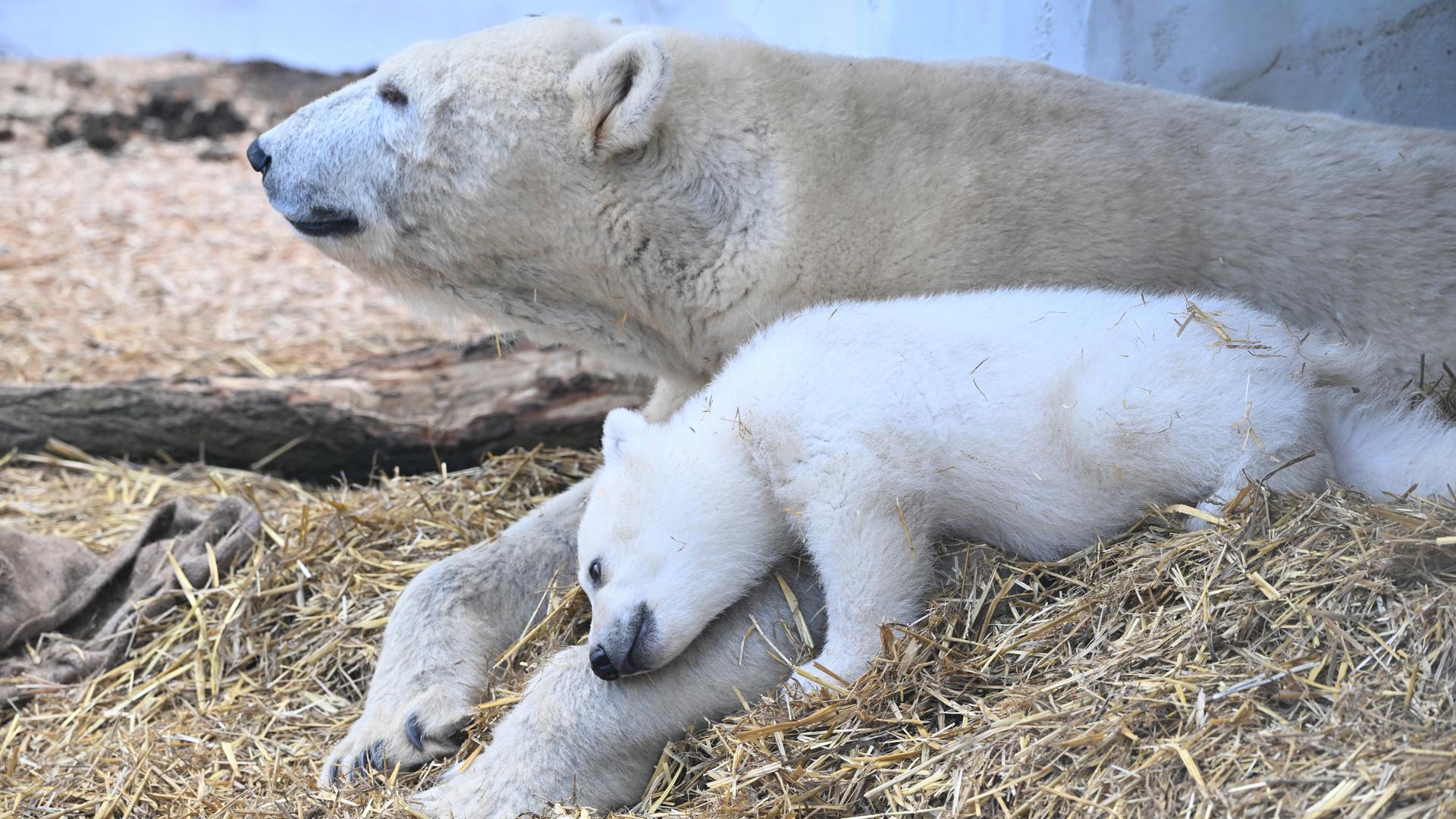 Eisbärjunges mit Mutter im Innengehege im Karlsruher Zoo