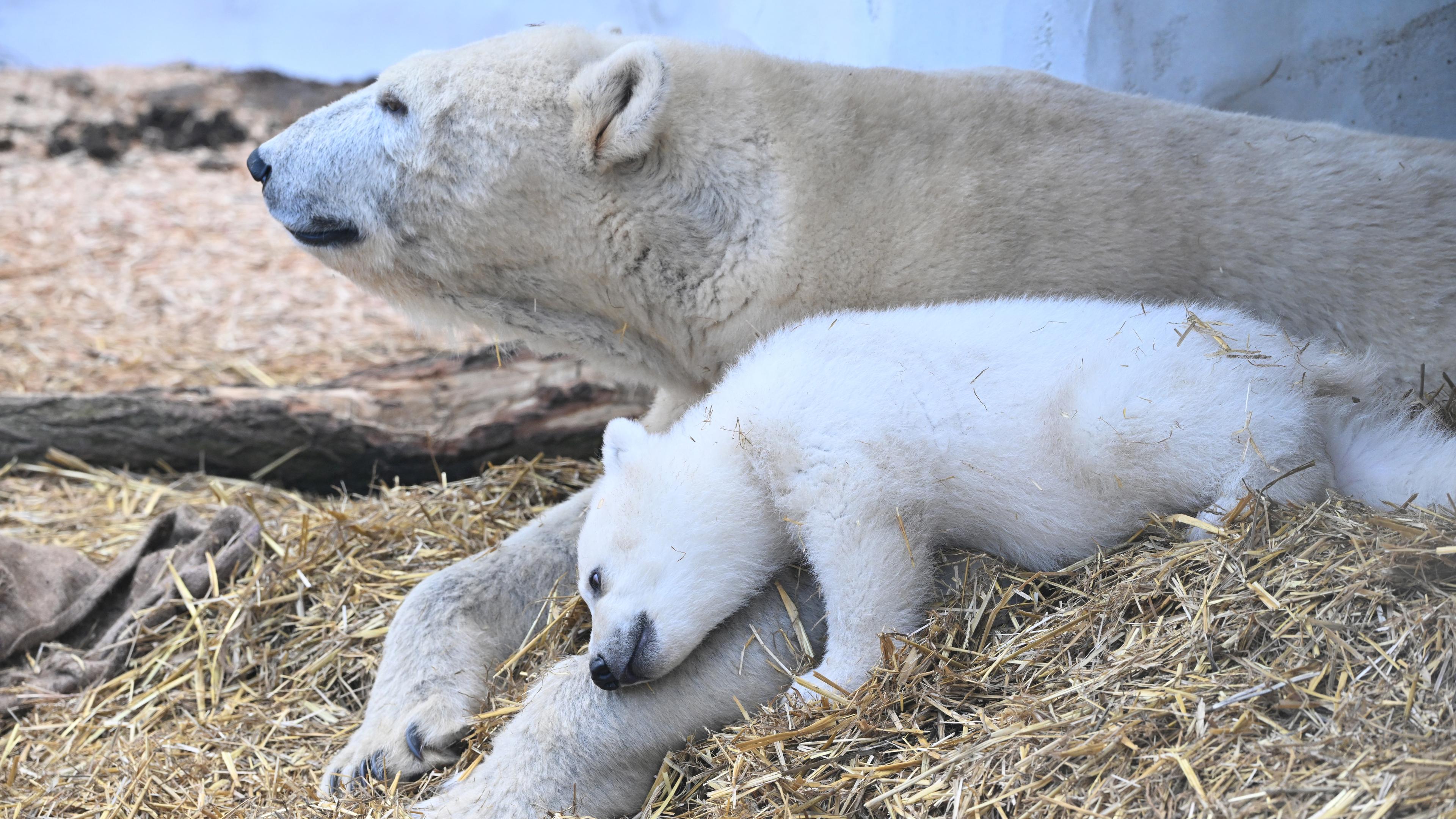 Eisbärjunges mit Mutter im Innengehege im Karlsruher Zoo
