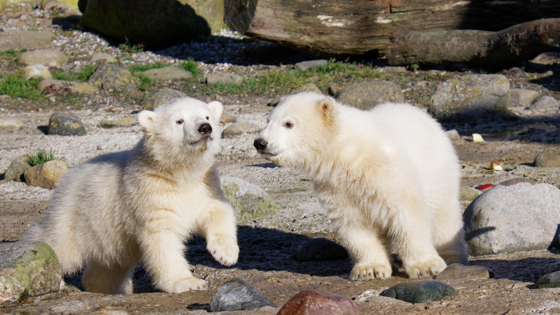 Zwei Eisbärenbabys