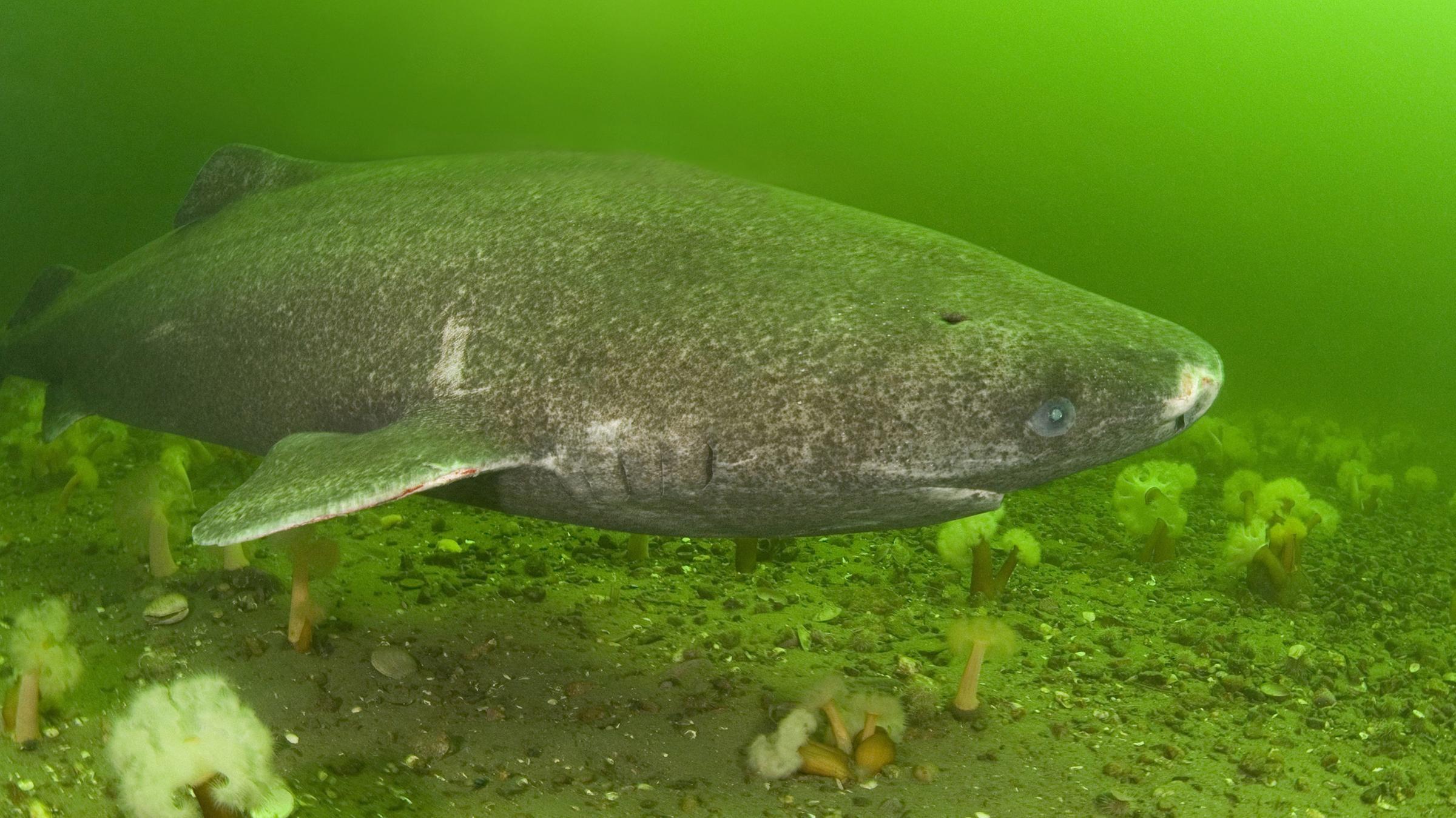 Ein Eishai schwimmt über mit Seenelken bewachsenen Meeresboden