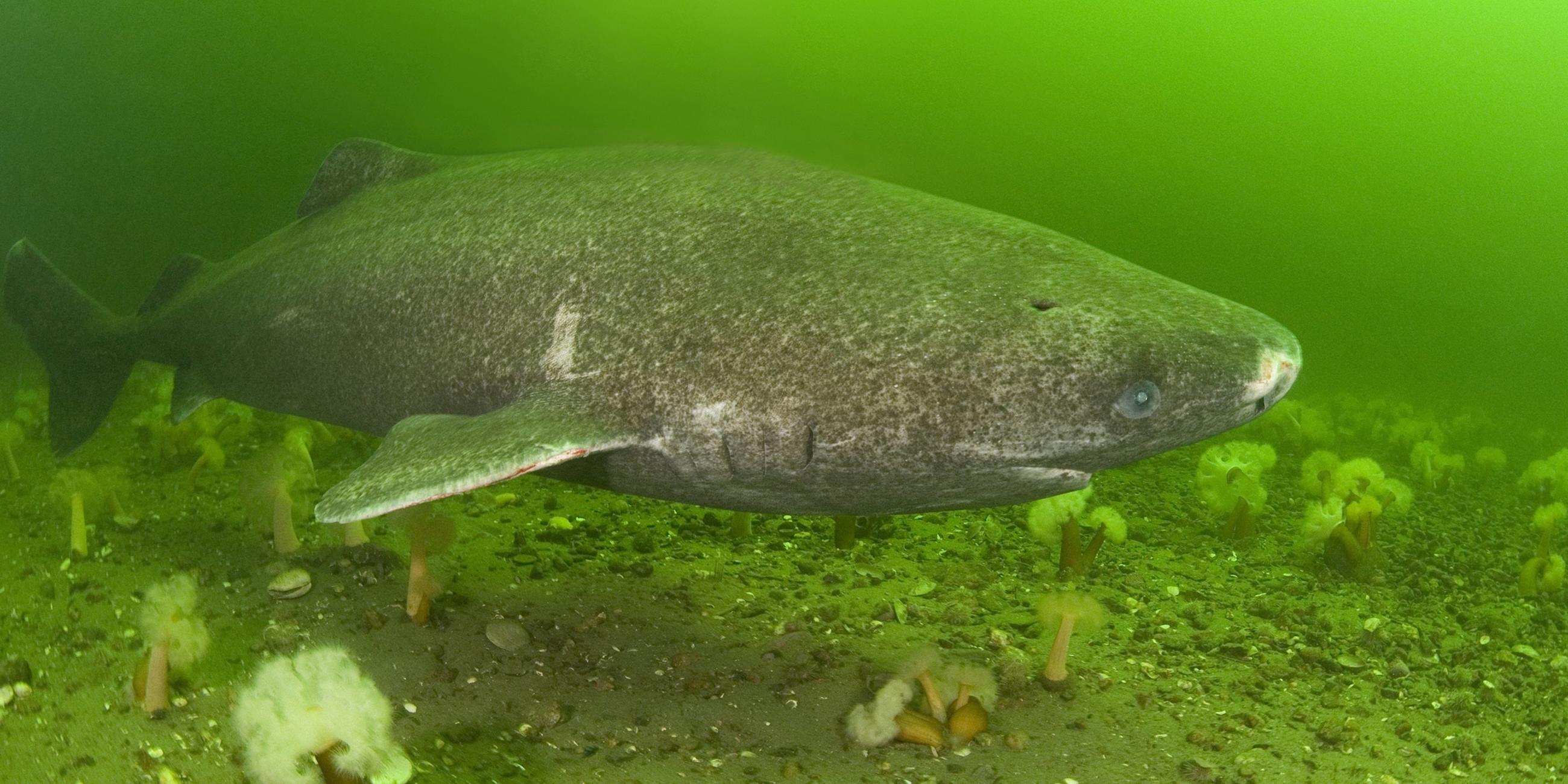 Ein Eishai schwimmt über mit Seenelken bewachsenen Meeresboden