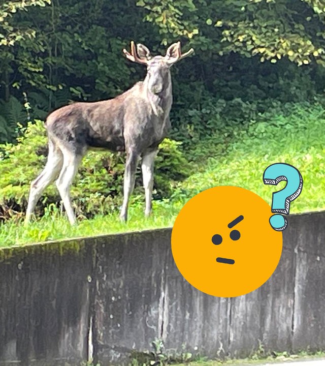 E(l)cht ungewöhnlich: Wieso ein Elch im Schwarzwald umherzog
