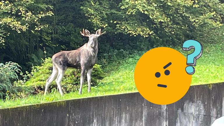 E(l)cht ungewöhnlich: Wieso ein Elch im Schwarzwald umherzog