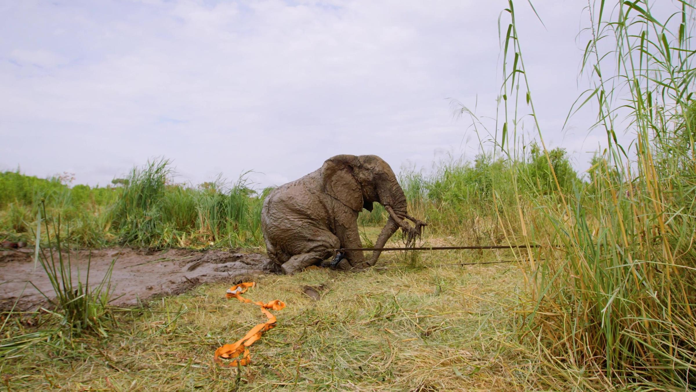 Ein Elefant in Kenia wurde aus dem Schlamm gerettet