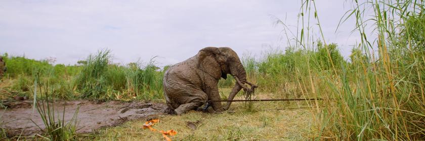 Ein Elefant in Kenia wurde aus dem Schlamm gerettet