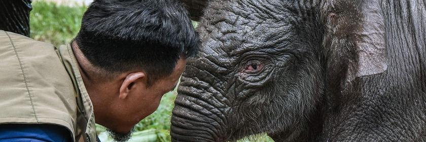 Ein Baby-Elefant mit einem Mann