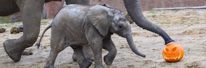 Elefant spielt mit geschnitztem Kürbis