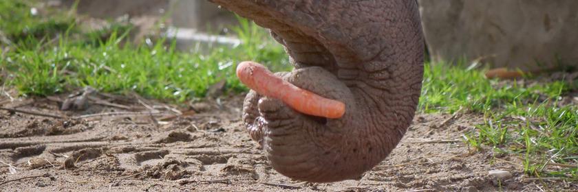 Elefant hebt mit einem Rüssel eine Karotte auf