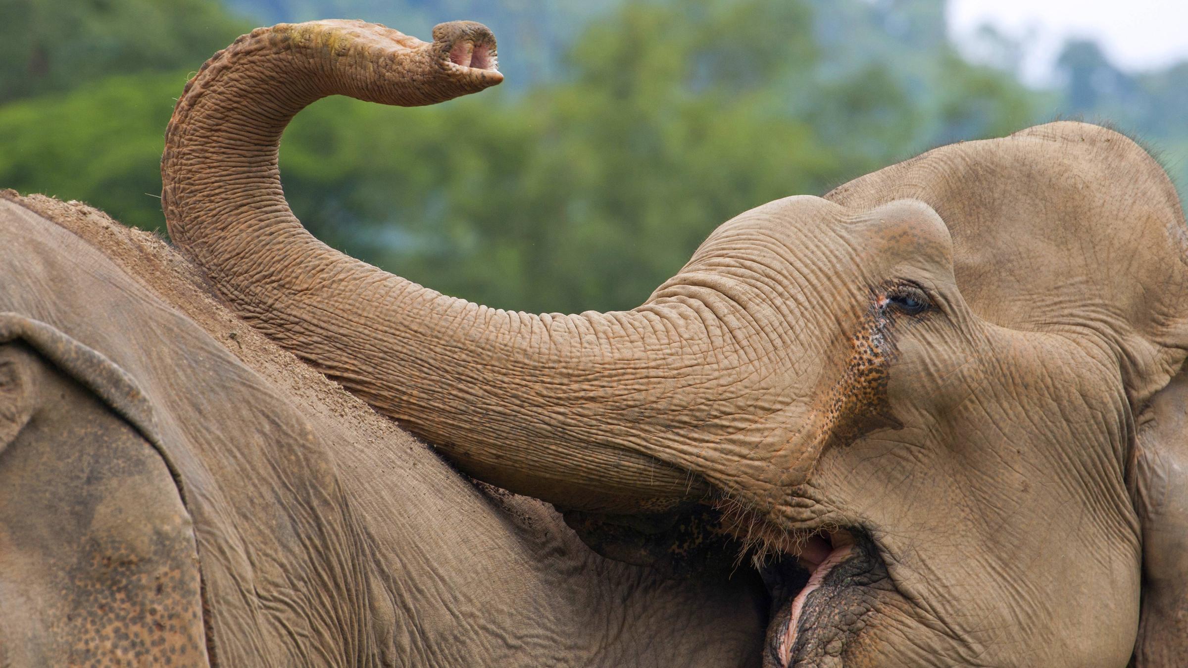 Zwei Elefanten streicheln sich mit ihren Rüsseln
